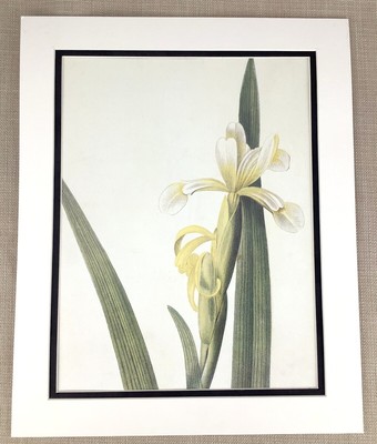 LYS Vintage Botanique Imprimé Jaune Pâle Iris Lys Fleurs Pierre Joseph Redoute 