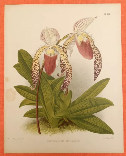 Cypripedium Morganiae  Orchidee Pflanze Botanik Lithographie 1888   J. N. Fitch