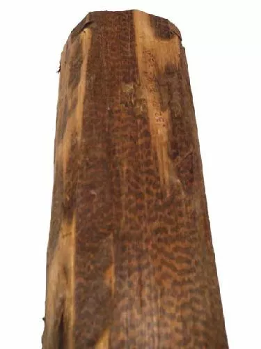 Schlangenholz Snakewood Legno Serpente Bois 32x14cm 70/80mm