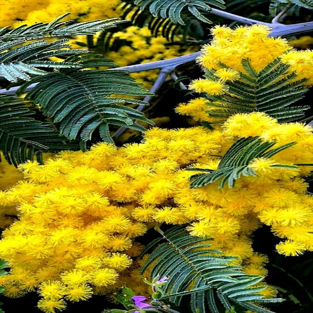 20 GOLDEN MIMOSA Tree Seeds Acacia baileyana Yellow Wattle Flower Fast Growing