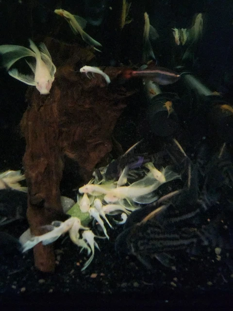 (3)L144-Blue Eye Lemon Longfin Bristlenose Pleco 1"+ 5
