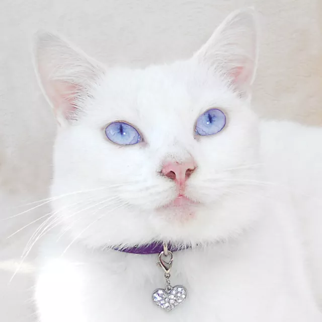 Collier de sécurité réglable pour chat en cristal diamant Petz® avec cloche 2