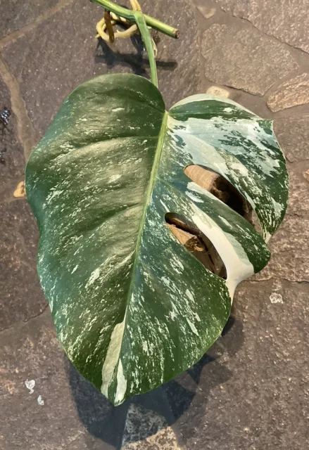 Monstera deliciosa borsigiana variegata Fensterblatt panaschiert