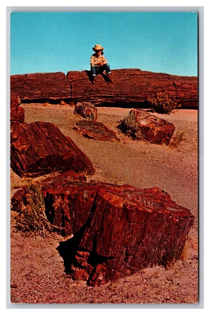 Holbrook AZ Arizona Petrified Forest Photo by Bob Bradshaw Chrome Postcard