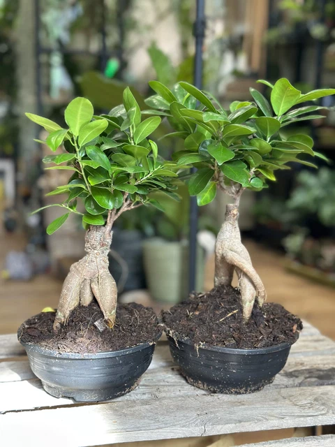 Bonsaï Ficus Ginseng - Plante D'intérieur Facile à Entretenir, Pot 12cm