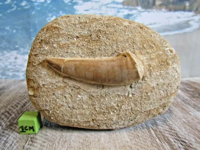 Enchodus Libycus Fish Tooth Fossil On Rock Morocco Cretaceous