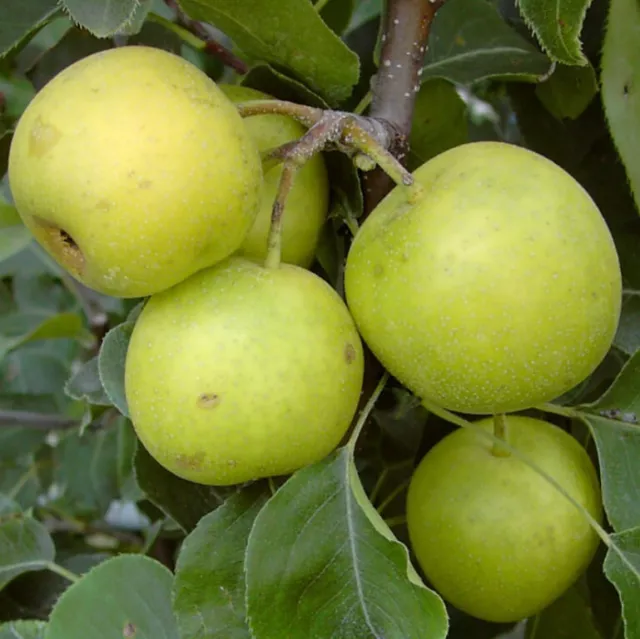 Nashi An Ben Pear Asienbirne süße Apfelbirne Buschbaum 110-140 cm 10 Liter Topf