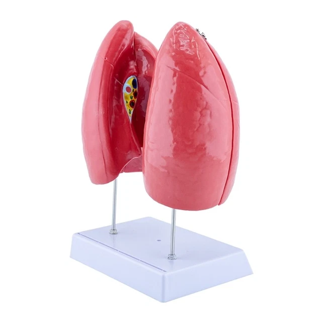 ANATOMICAL NORMAL LUNG Model with Removable Components for Clinical ...