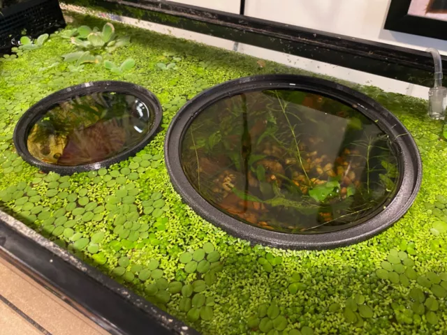 2 Glass Box Aquatics Floating Ring Separator - Aquarium Fish Tank