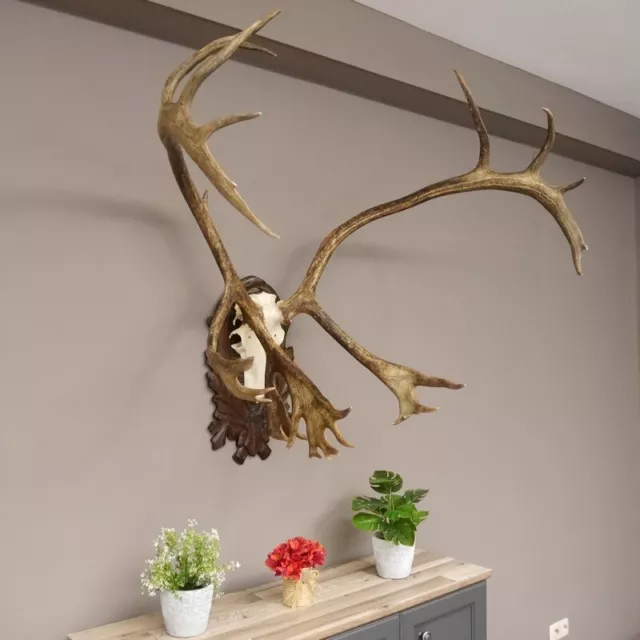 Ren Rentier Geweih Schädeltrophäe auf geschnitztem Trophäenschild Karibu Caribou