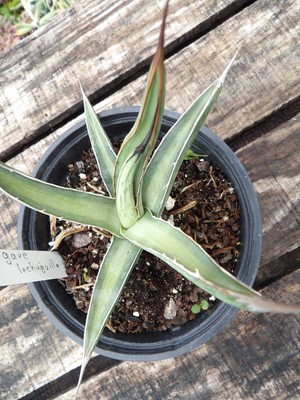 Hardy Agave asperrima asperrima big succulent pot17cm wysiwyg hybride frost hardy 