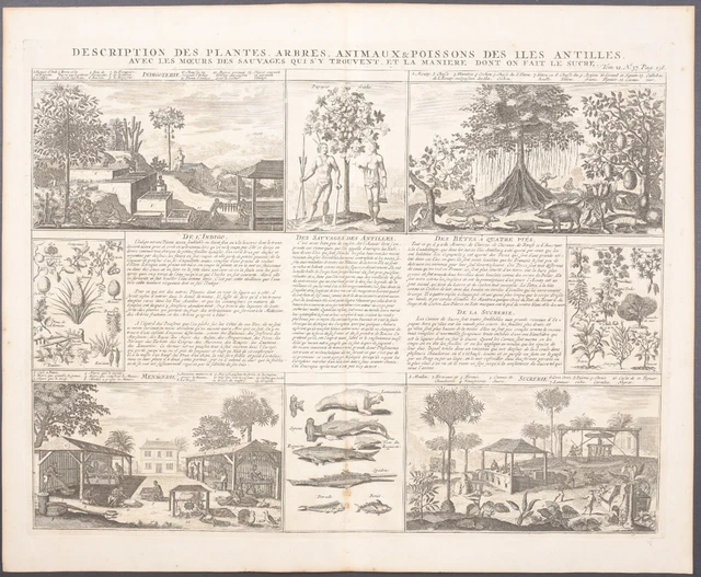 Chatelain - Plants, Animals of Antilles. 6-158 - 1718 Atlas Historique Engraving