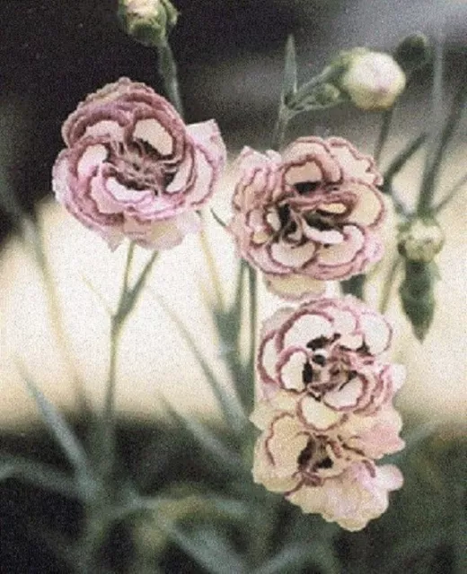 30+ Raspberry Ripple Carnation / Perennial Flower Seeds