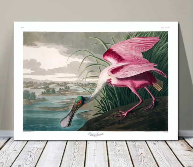 FAMOUS BIRD ART ~ CANVAS PRINT  8x10" ~ JOHN AUDUBON ~ Roseate Spoonbill