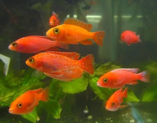 2"-3" Orange/Pink Peacock Cichlid LIVE FISH Read Description