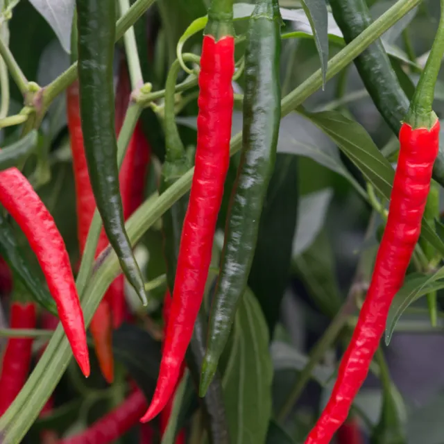 Chilli Pepper 'Chiang Rai'. Plug Plant x 5. Grow your own chillies. Hot peppers