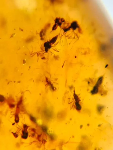 dozen unknown fly nest Burmite Myanmar Burmese Amber insect fossil dinosaur age