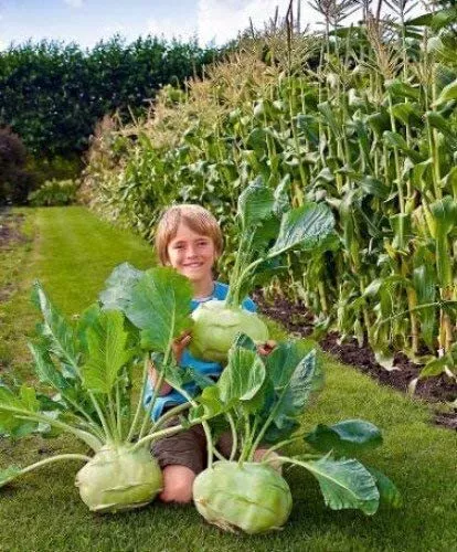 Big Daddy White Kohlrabi, Giant Cabbage Seeds | 200+ Seed Packet | Grow This Gia