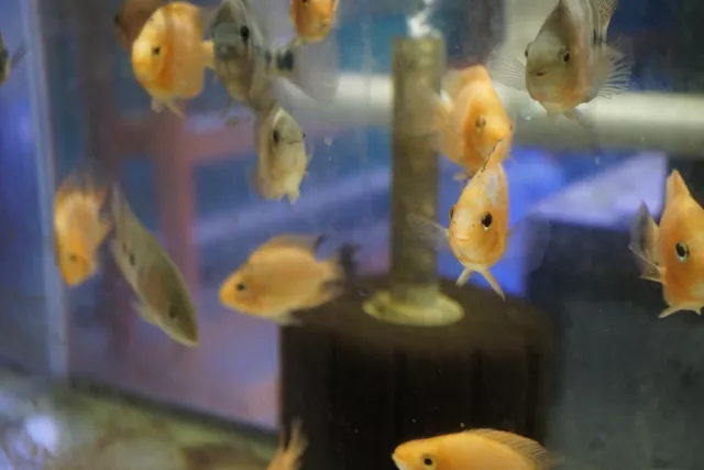 Rose Queen Cichlid Flowerhorn