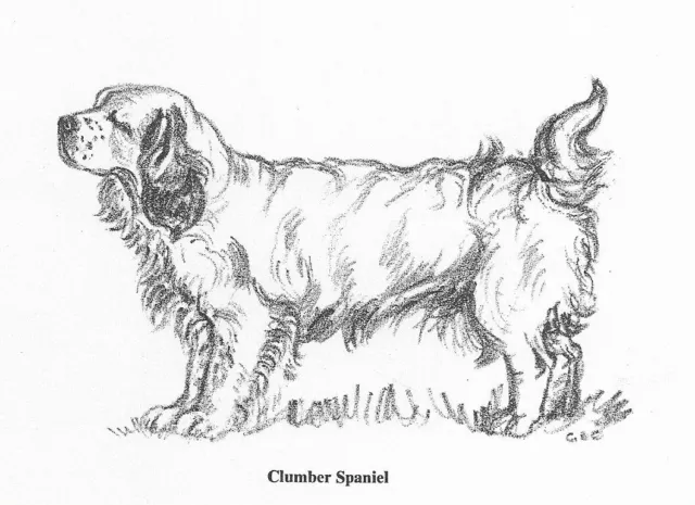 Clumber Spaniel - CUSTOM MATTED - 1962 Vintage Dog Art Print - Cook