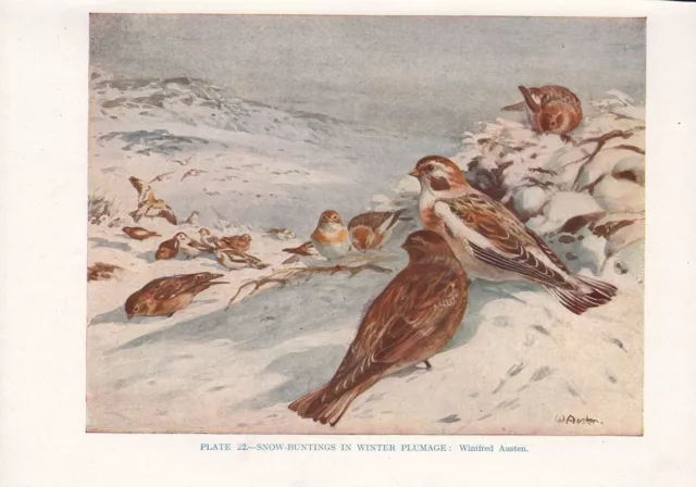 Vintage Oiseau Imprimé ~ Snow-Bunting En Hiver Plummage