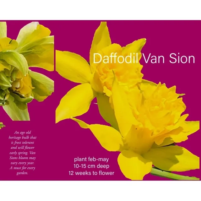 A DAFFODIL of heritage Narcissus Van Sion 25 BULBS FREEPOST lg early flowering