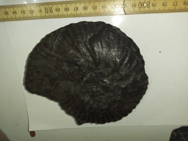 Meeresfossilie Ammonit Holzmaden 15 x 12 x 3 cm