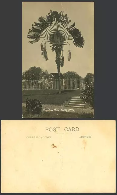 Singapore Old Real Photo Postcard Traveller's Palm Tree Straits Settlements Step