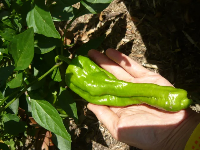 CHINESE CAPSICUM 虎皮青椒- $5 for 10 Seeds