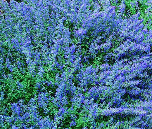 CATMINT BLUE Nepeta Mussinii - 50 Seeds