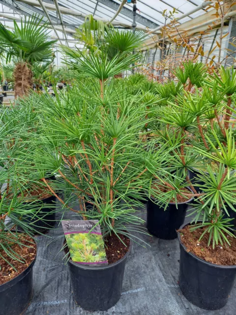 Sciopitys verticillata planta de paraguas japonés 30-40cm resistente 3
