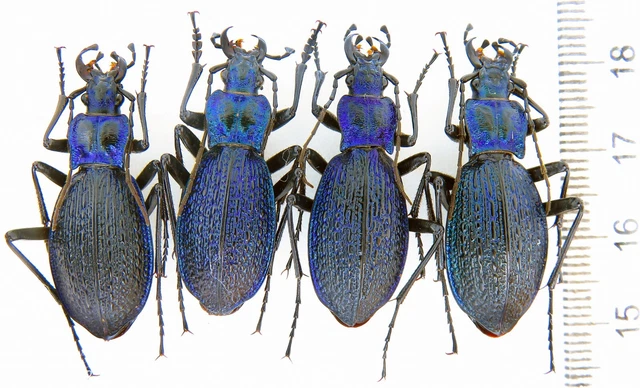Carabidae, Carabus (Chaetocarabus) intricatus BIG Podolian Upland