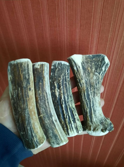 B36R.Elk horn knife handle.Knide handle material.Europen elk.(NATURAL).