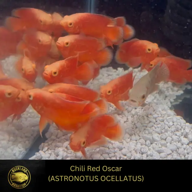 Chili Red OSCAR - ASTRONOTUS OCELLATUS  - Live Fish (2.75"- 3")