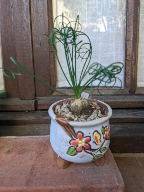 🏜  Albuca Spiralis . A Caudex Rare Plante Grasse - Succulente Bonsaï Cactus 🌵