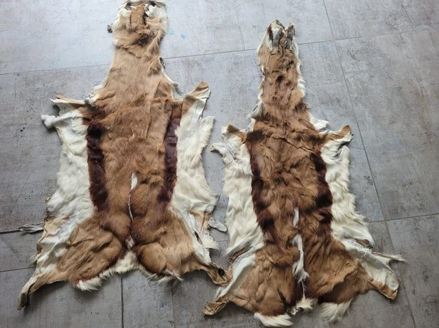 Lot 2241 - Skins/Hides: A South African Springbok Hide