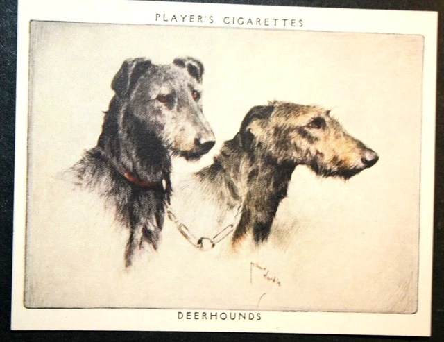 SCOTTISH DEERHOUND  Vintage 1950's Dog  Illustrated Card  SC20MS