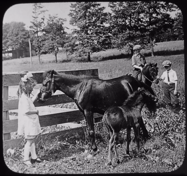 Glass Magic Lantern Slide CHILDREN WITH SHETLAND PONY & FOAL C1910 PHOTO USA