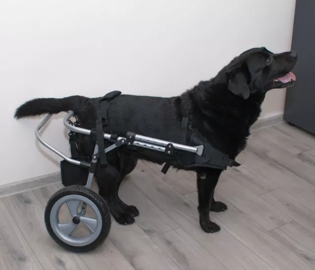 Le chariot pour les chiens handicapés taille XS-XXL