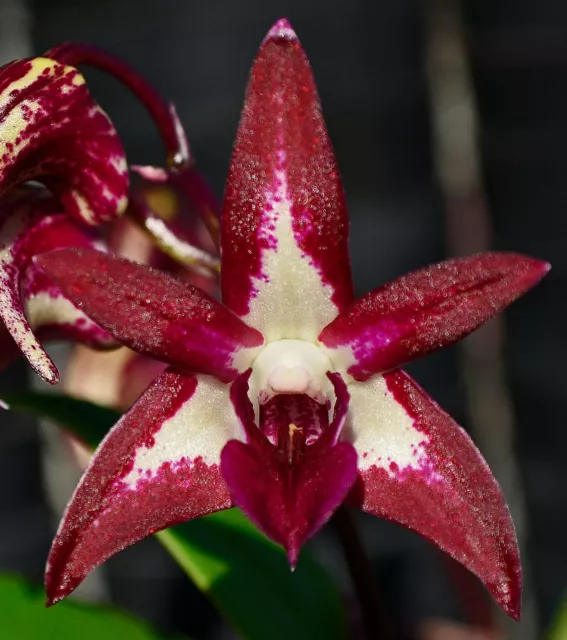 Orchid -Dendrobium Sunset Gold  (Brimbank Dark Night 'Michelle' x speciosum 'Win