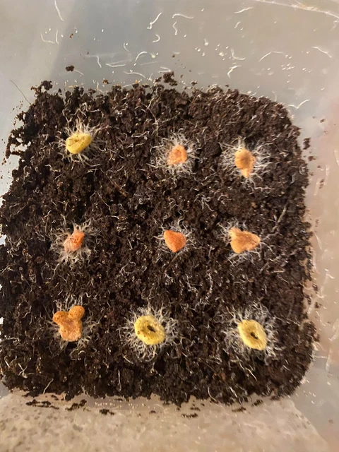 4 OZ Grindal worms Starter culture Food Comes in a 16 ounce plastic container