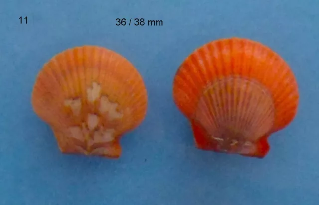 2 Aequipectens Flabellum Sénégal    N°11