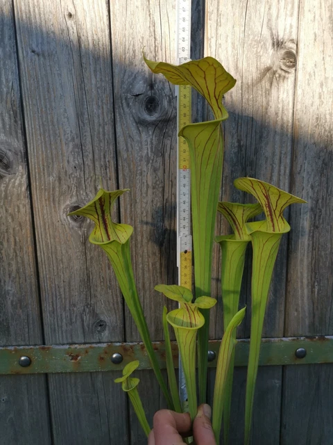 Sarracenia Schlauchpflanze - Pflegeleichte Fleischfressende  Trompetenpflanze Fr Haus, Garten & Terrarium