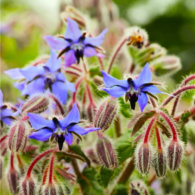 Borage Seeds (Starflower)| Blue Flower Tailwort Bugloss Bee Medicinal Seed 2024
