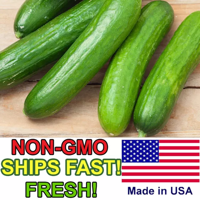 Spacemaster Cucumber Seeds - Easy to Grow, Delicious, Non-GMO