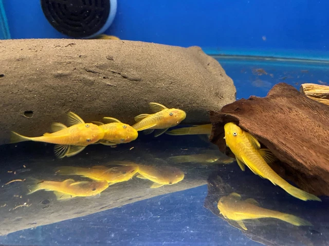 BLUE EYE LEMON YELLOW L144 Bristlenose Plecostomus 1-1/2 inch+ (2 Pack) LF Genes 7