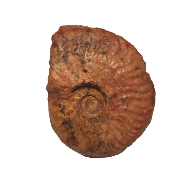 Dogger, Cephalopode, Leioceras cf. plicatum (S. BUCKMAN, 1898) IV