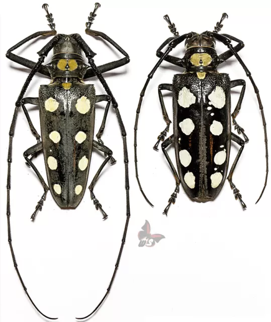 Batocera roylei- VERY LARGE, Pair, 60-62mm,UNMOUNTED