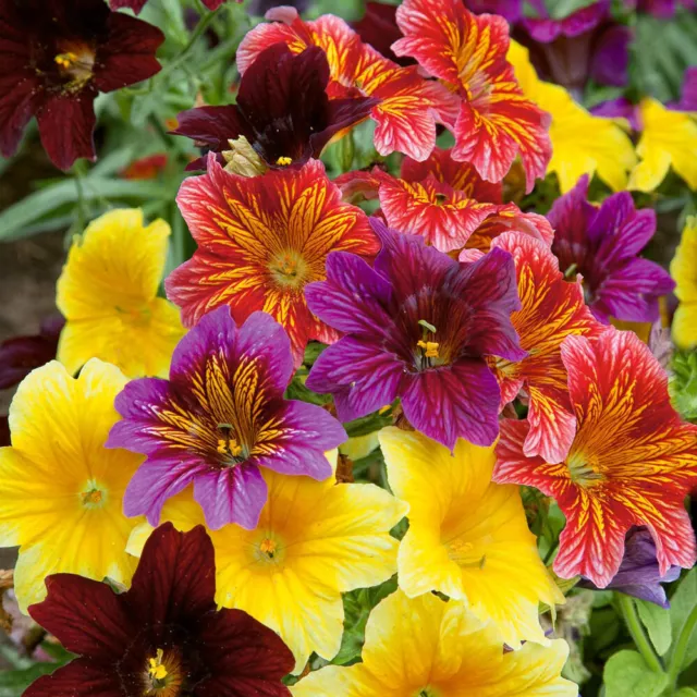 250 Salpiglossis Sinuata Bolero F2 Mixed Seeds - Painted Tongue - 250 Seeds