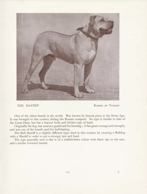 Mastiff Old Vintage 1934 Named Dog Print Page